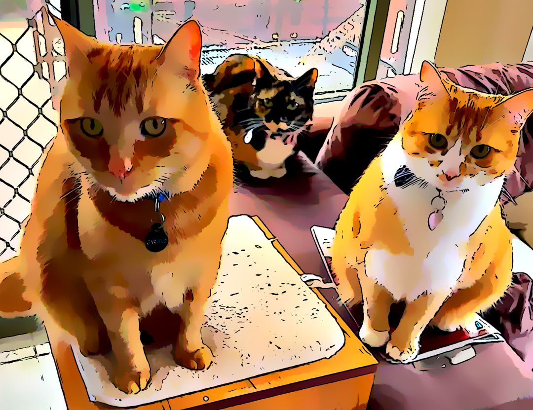 My three cats looking at the camera.