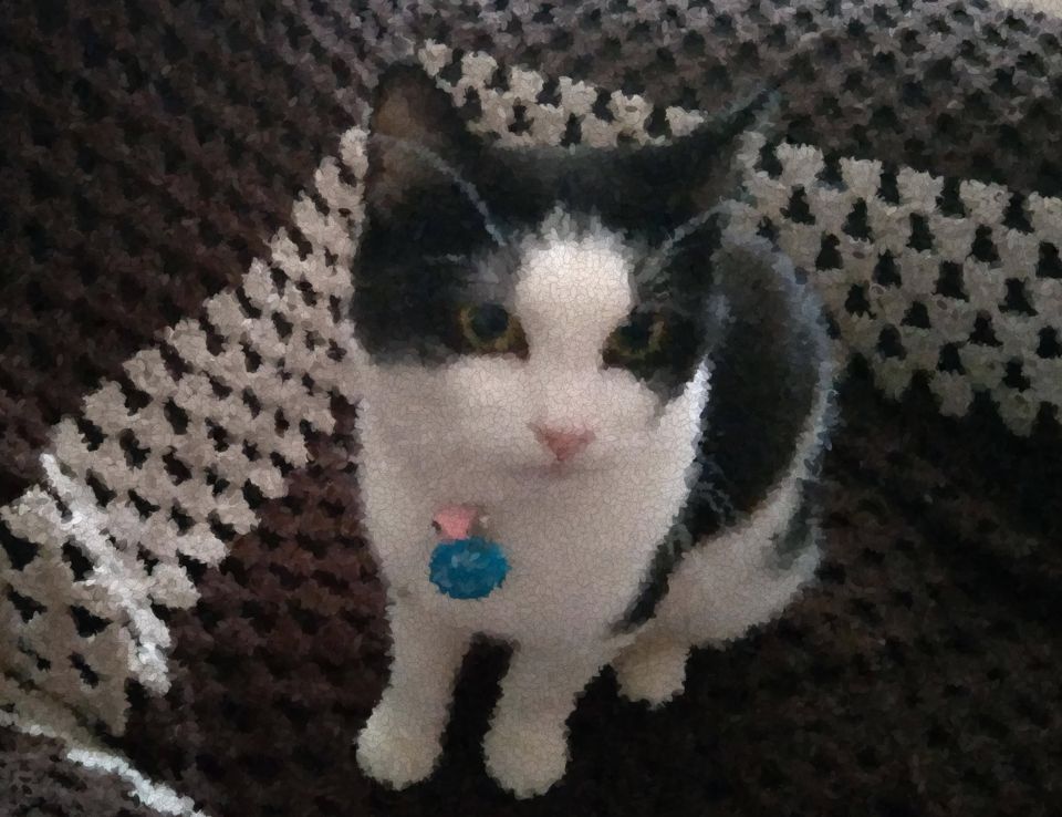 Cleo, a tuxedo cat, looking past the camera while sitting on a sofa.