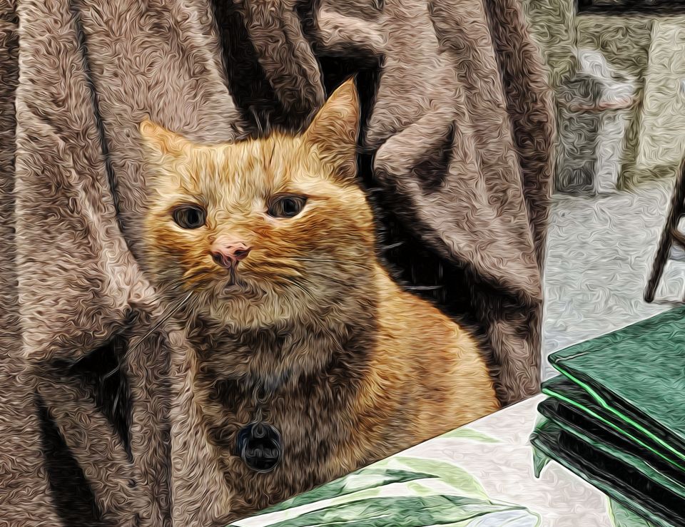 My cat Garfield sitting at the dining table.