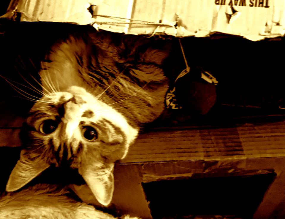 A picture of Laylah the cat peeking her head out a box.
             Edited with a sepia filter.