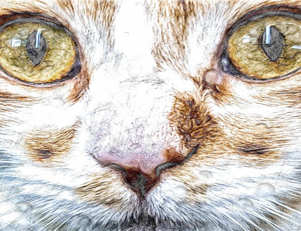 Close-up photo of Laylah the cat. Edited with a pencil
             filter and water drop effects