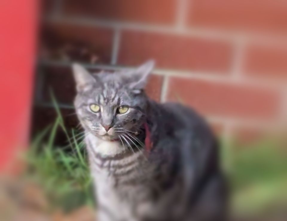 A gray tabby cat in front of a red brick wall stares directly
             at the camera.