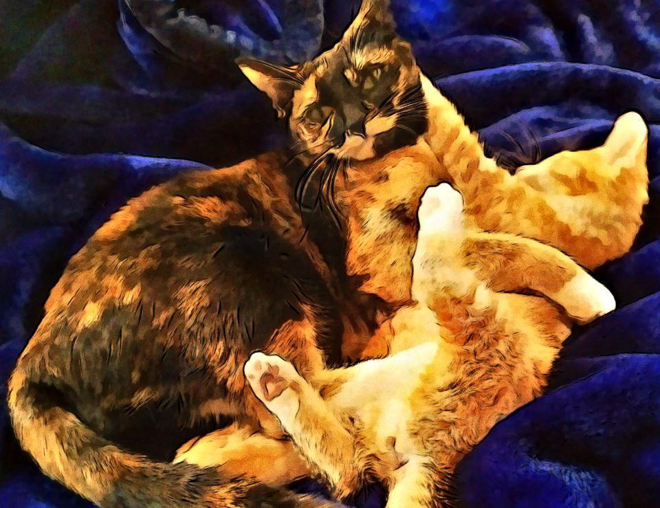 Laylah and Twiggy atop a fluffy blue blanket.
             Laylah is playing with fed-up Twiggy.