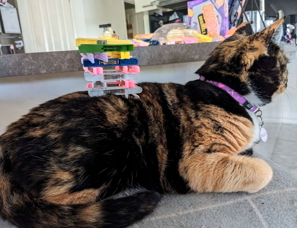 Twiggy sitting atop a kitchen stool with a tower of pegs
             neatly stacked on her.