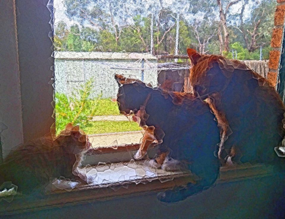 Kitten Laylah cautiously looking at Twiggy and Garfield on a
             windowsill.